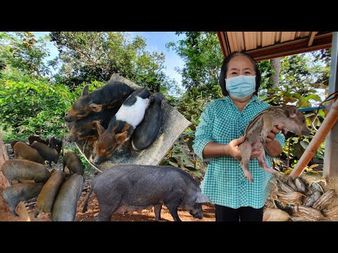 คุณครูเกษียณใช้เวลาว่าง-เลี้ยง คุณครูเกษียณใช้เวลาว่าง-เลี้ยง