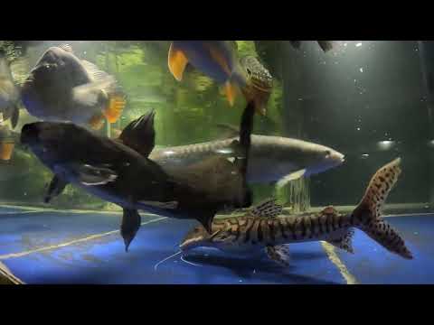 Part 2. 1000 Fish vs 100K Frozen Antarctic Krill.  Our website_  https_//fish-story.com/

You can connect with us on Monster Fish Keepers forum (screen