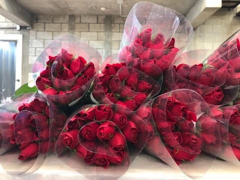 En vísperas de San Valentín, empresa chapina se prepara para exportar 200 mil rosas rojas