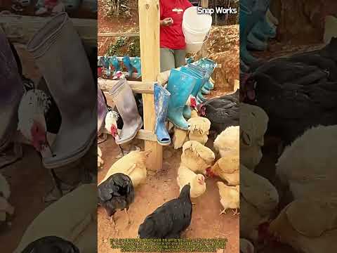 낡은 고무장화를 재활용한 닭장 중력식 사료 급여기 만들기 #worker #process #farmlife #diycrafts #chickenfeeder