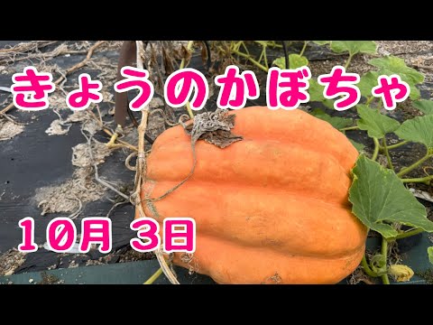 今日のかぼちゃ🎃　2025年10月3日