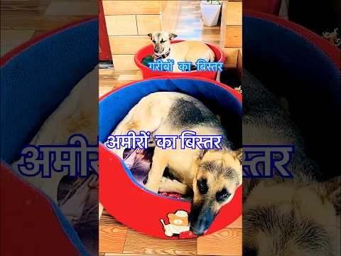अमीरों का बिस्तर और गरीबों का बिस्तर 🛌 #shorts #ytshorts #funnydog #animallovers #petlover #love