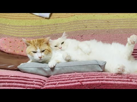 猫の動画サムネイル - もふもふ がライブ配信中！ 2025年8月2日