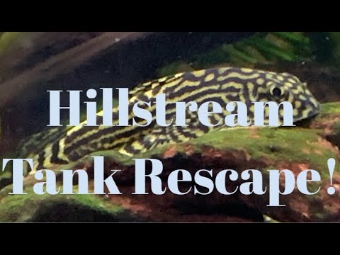 Hillstream Loach Tank Rescape #hillstream #hillstr Hillstream Loach Tank Rescape #hillstream #hillstreamloach #hillstreamtank #plantedtank

Redo/Rescap