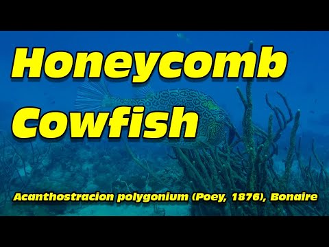 Honeycomb cowfish, Acanthostracion polygonium (Poey, 1876), Bonaire