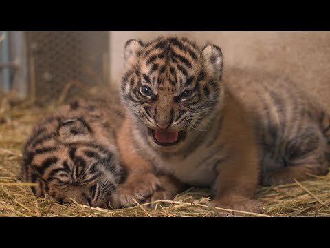 Deux tigres de Sumatra, espèce en danger, naissent au zoo d'Amiens | AFP