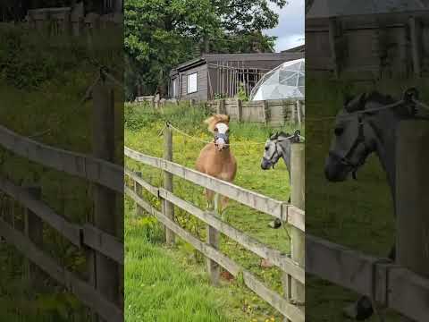 Welshy zoomies #horse #welshpony #equestrian #blessed #blessings #ponyhorse #strut