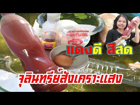 จุลินทรีย์สังเคราะห์แสง-ใครทำแ จุลินทรีย์สังเคราะห์แสง-ใครทำแ