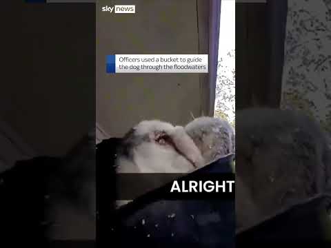 Dog rescued in bucket from floods