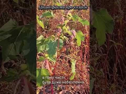 Вошива скеля на Хортиці