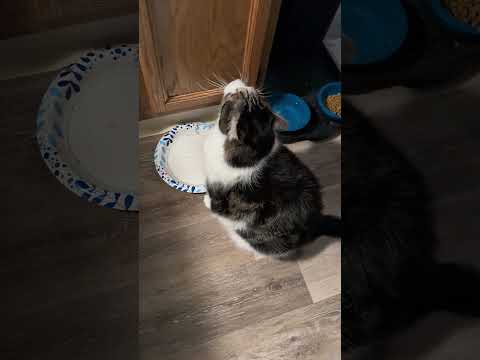 #viralcats #cat #bigcat #hungrycats #lifeistough