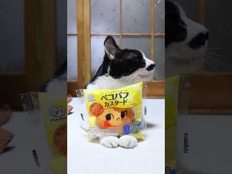 猫の動画サムネイル - ペコパフカスタード　250605　#のせ猫　 #cat #ねこ #ネコ #cute #猫のいる暮らし