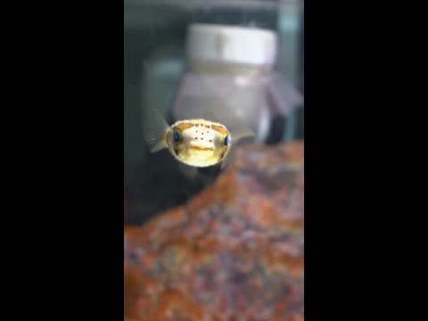 Coming this Friday to Diver's Den at 5pm CST! Coming this Friday to Diver's Den at 5pm CST!
#liveaquaria #diversden #wysiwyg #fishkeepers #fishtok