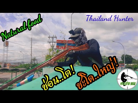 #SHOOT-FISH-ยิงปลาคลอง-ช่อนโตช #SHOOT-FISH-ยิงปลาคลอง-ช่อนโตช