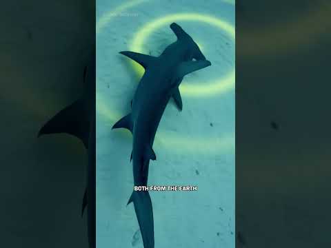 Sharks Have A Sixth Sense