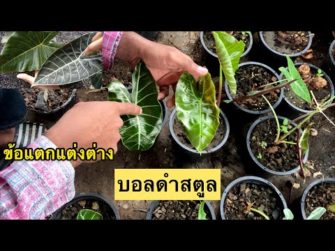 บอลดำสตูล-ซื้อหัวมาปลูกเอง-ทำไ บอลดำสตูล-ซื้อหัวมาปลูกเอง-ทำไ