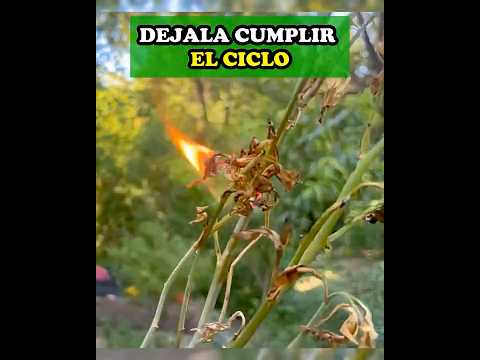 Ritual con Ruda Seca🌿🔥