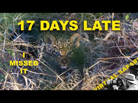 A 17-Day Mistake... To Find A Leopard Den!