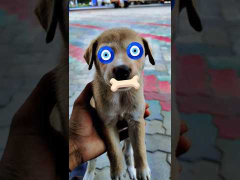 #cute #dog#funny #music #love #song #funnyanimal #funnydog