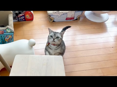 猫の動画サムネイル - 病院から帰宅したあと、あいちゃんが今まで見たことがない反応しました。