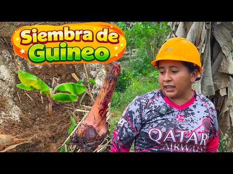 Siembra Correcta de GUINEOS | Doña Viky