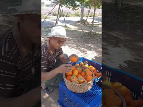 แม่ค้าขายส้มคืองามแท้