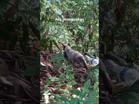 Daily life#kucing jantan ku tangkap apa itu...? besarnya..!! #shortvideo