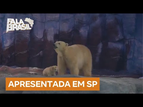 Primeira ursa polar nascida na América Latina é apresentada em São Paulo