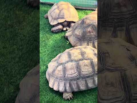 The African spurred tortoise, also called the sulcata tortoise.