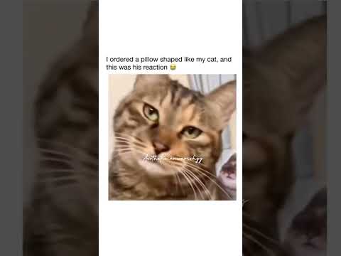 That Face isn't satisfied😺😂#fypシ゚viral #funny#catvideos#fypシ゚viral