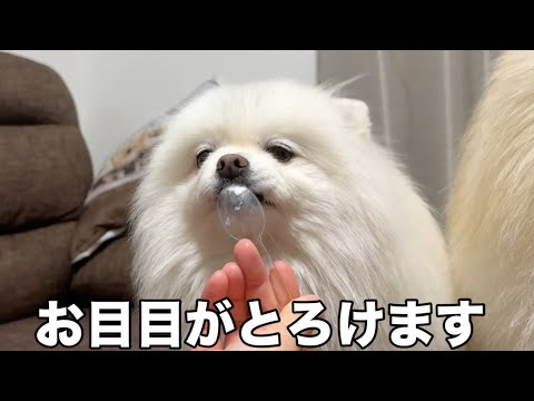 あまりにも美味しいアイスを食べるとお目目がとろけてしまうポメラニアン