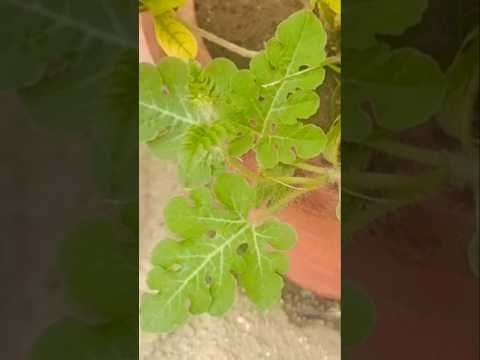 watermelon plant from seeds | #watermelon #plants #seeds #short #viralvideo #gardeningtips #green