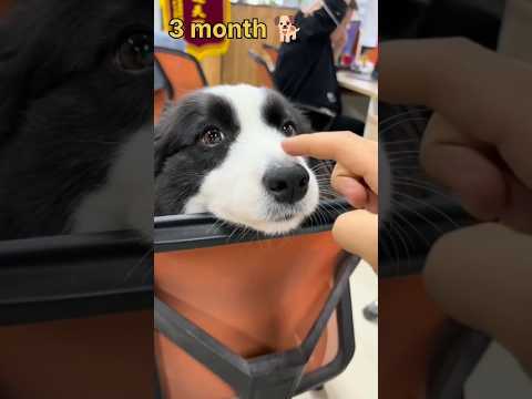 one month 🥰 to one year Border Collie transformation #feed #transformation #lovesong #lovrstatus