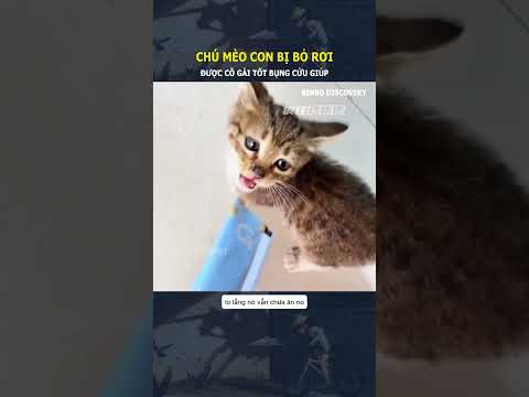 Chú mèo con bị bỏ rơi, được cô gái tốt bụng cứu giúp#shorts
