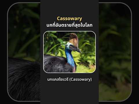 นกแคสโซแวรี(Cassowary)