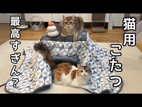 猫専用こたつ買ったら引きこもり爆誕したwww