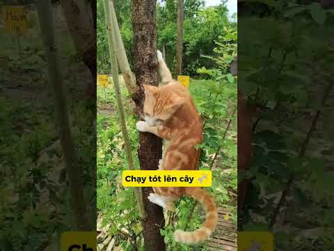 SUPER MÈO PHIÊN BẢN LỖI: KHÓC LÓC ĐÒI MÉC MẸ 🙄#meo #vutrudramameo #haihuoc #xuhuong #meme