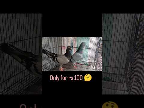 Today video is first #luckydraw Racing pair only for pair 100📞 6303141224📍Guntakal open date05/10/25