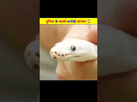 Rare Animals You’ve Never Seen Before 😱| #facts #rareanimals
