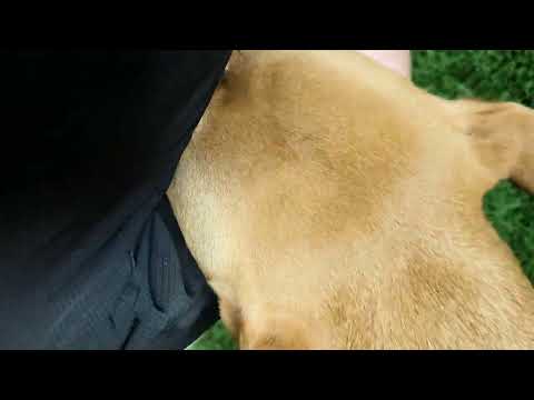 捕獸夾截肢犬 黃妹 是老蘇親自到高雄燕巢收容所領養回來的，黃妹雖然只有兩條腿，但是個性非常溫柔愛撒嬌，整天蹦蹦跳跳，精力充沛，跟同樣是捕獸夾截肢犬的 草哥、牡丹 感情非常好，經常玩一在一起