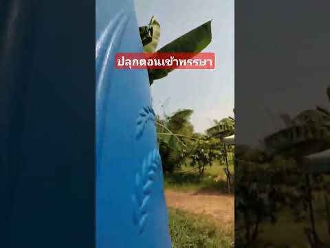 คนรักเกษตรเกษตรผสมผสานปลูกกล