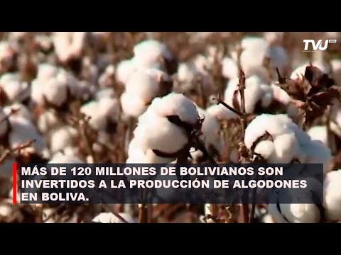 MÁS DE 120 MILLONES DE BOLIVIANOS SON INVERTIDOS A LA PRODUCCIÓN DE ALGODÓN EN BOLIVA