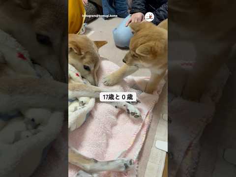 猫の動画サムネイル - 17歳老犬と0歳子犬｜PECO #shorts