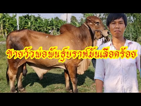 ขายวัวพ่อพันธุ์บราห์มันเลือดร้ ขายวัวพ่อพันธุ์บราห์มันเลือดร้