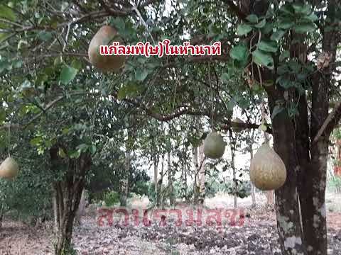 แก้ลมพิ(ษ)ในห้านาที