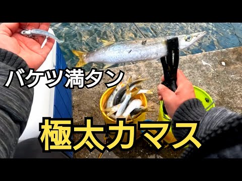 冬の今の時期のカマスはうまい！ルアーで脂が乗った極太カマス大漁！