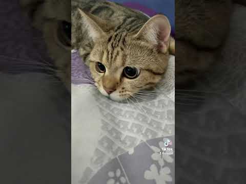 ตาลำไย-|-กระเพรา🐈 ตาลำไย-|-กระเพรา🐈