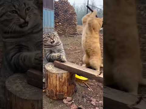 راحت فيها 😂😂 #ضحك #مصارعة #خروف #hair #fypシ゚ #fypシ゚viralシ #foryouシ #foryoupageシ #اكسبلور