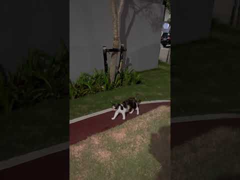 Kucing Hantu Gemuk Ini Adalah Kucing Terlucu Di Indonesia, Dia Juga Bisa Nyalahkan Mata. #cat #cute