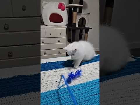 Feeding Time !!! is live!